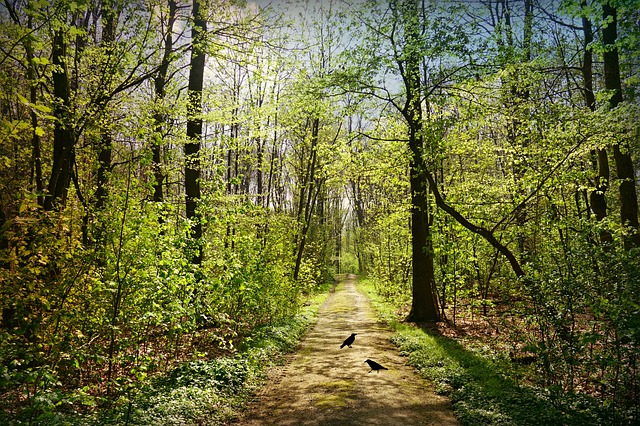 Leuke activiteiten organiseren in de natuur