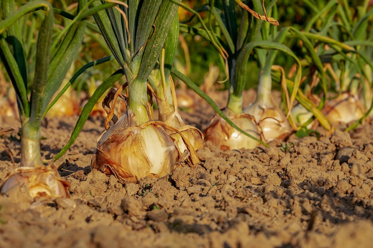 Geen last meer van ongedierte in je tuin