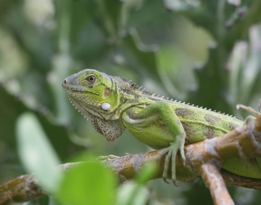 Foto uit prachtige natuur Bonaire