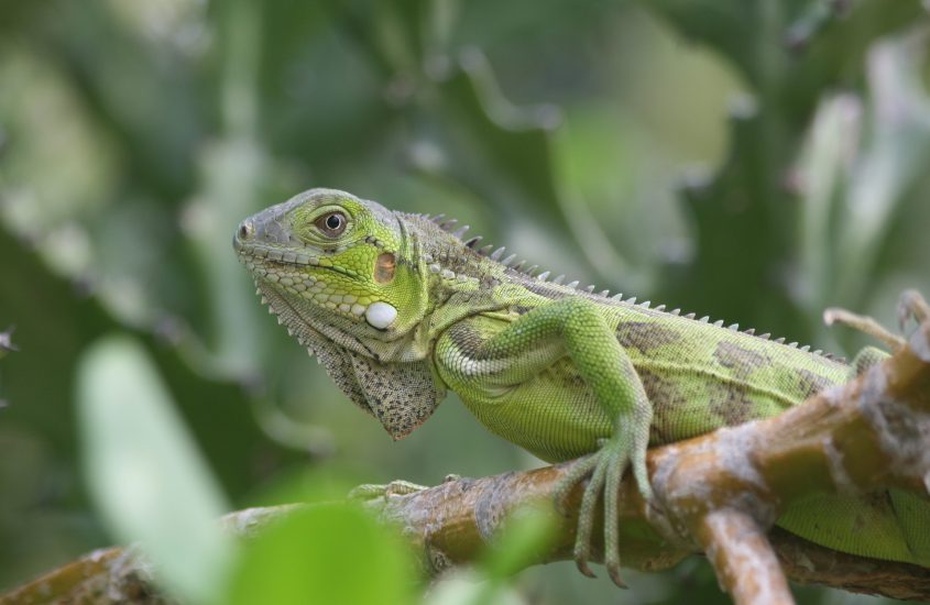 Boek gauw jouw zomervakantie naar dit tropische paradijs!