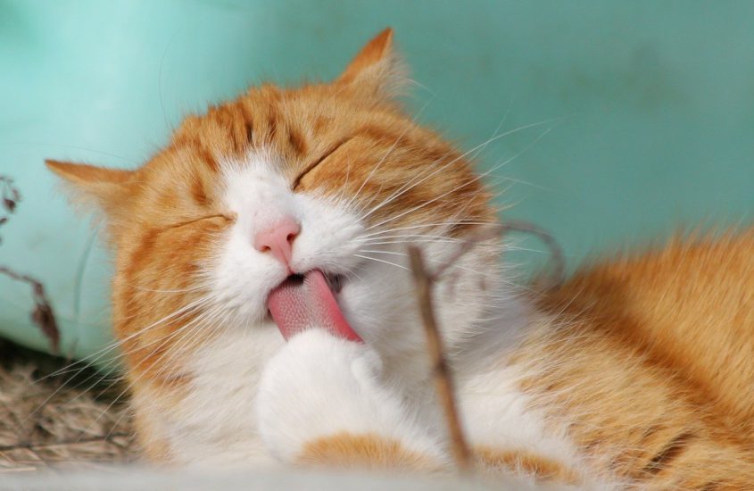 Wat kan je doen tegen een blaasontsteking bij een kat?